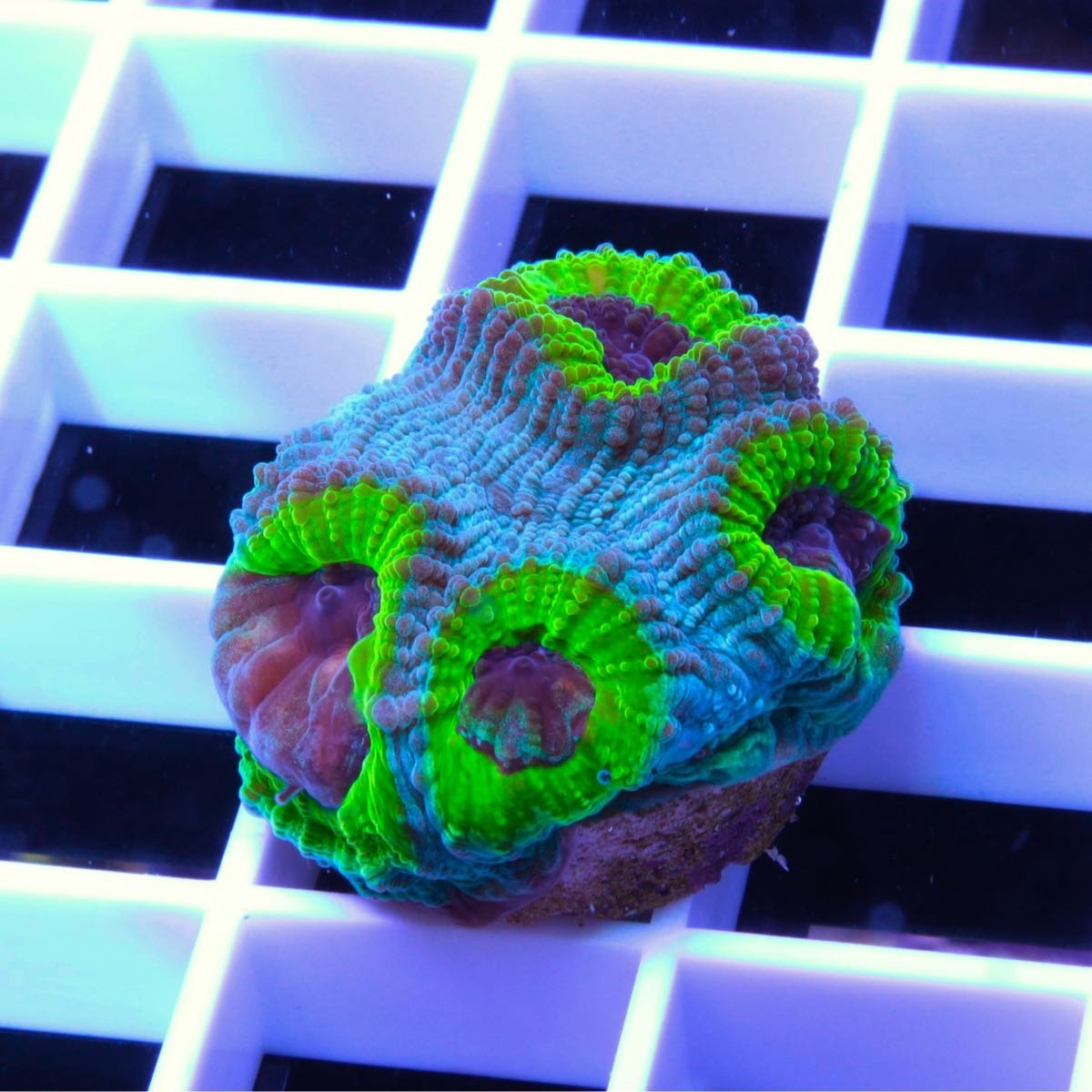 Master PPE Favia coral at Lazy's Coral House