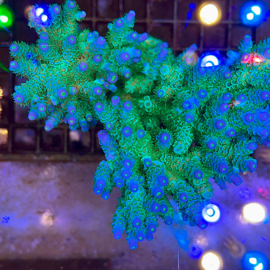 MattV Peter Pan Acropora coral at Lazy's Coral House