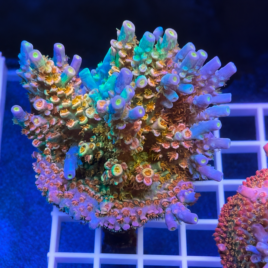 Mattv Rainbow Envy Acropora coral at Lazy's Coral House