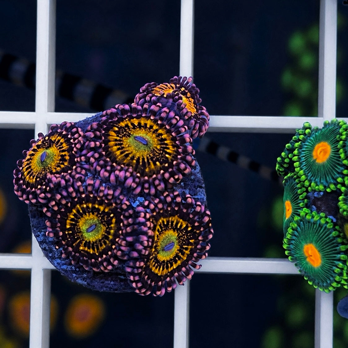 OG Alien Antivenom Zoas - WYSIWYG coral at Lazy's Coral House.