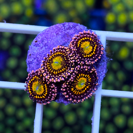 OG Alien Antivenom Zoas - WYSIWYG coral at Lazy's Coral House.