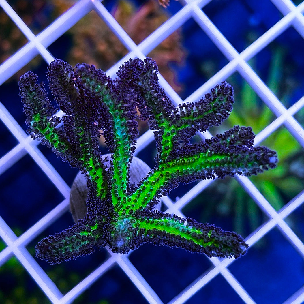ORA Bird of Paradise Birdsnest - WYSIWYG coral at Lazy's Coral House