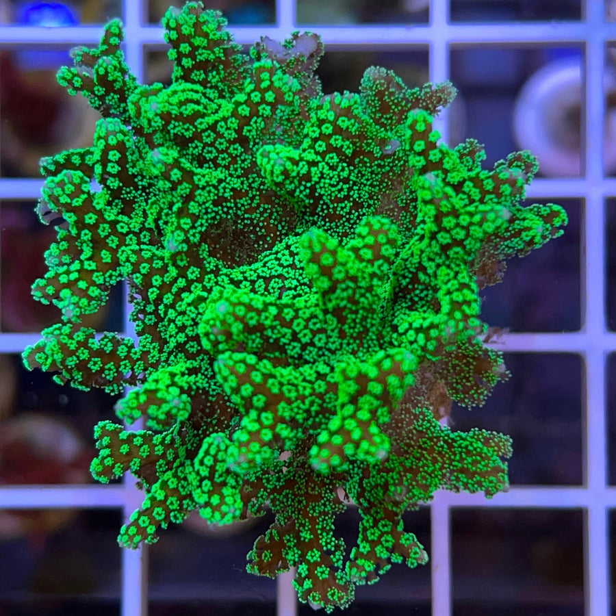 ORA Green Birdsnest coral at Lazy's Coral House