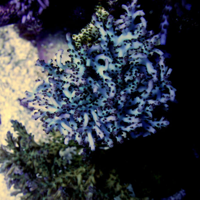 ORA Pearlberry Acropora coral at Lazy's Coral House