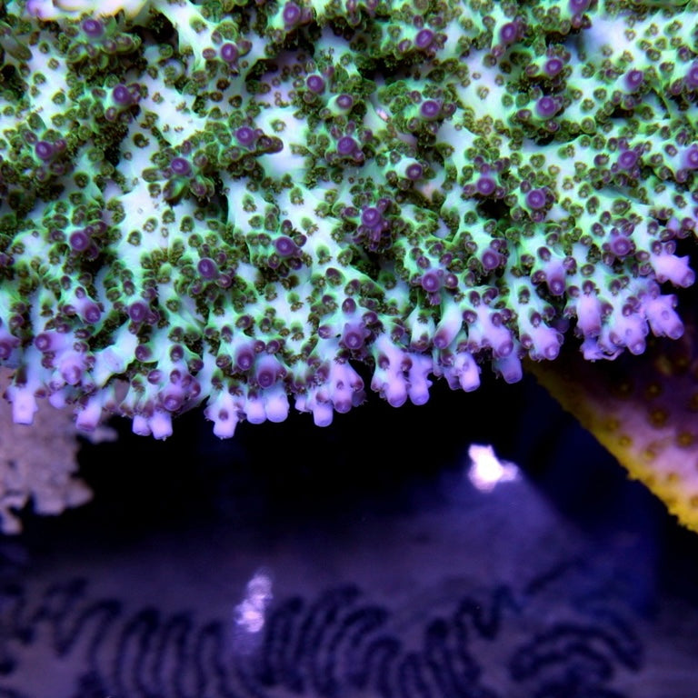 ORA Pearlberry Acropora coral at Lazy's Coral House