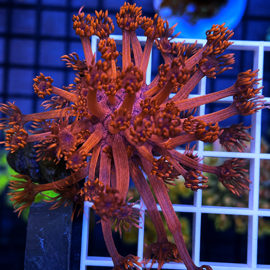 ORA Red Goniopora - WYSIWYG coral at Lazy's Coral House.