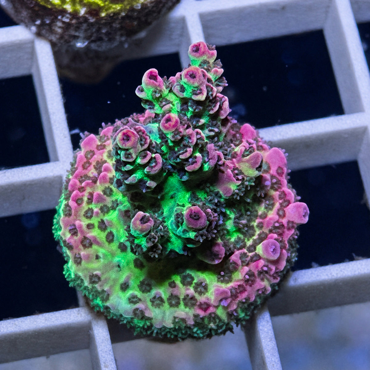 ORA Red Planet Acropora - WYSIWYG coral at Lazy's Coral House.