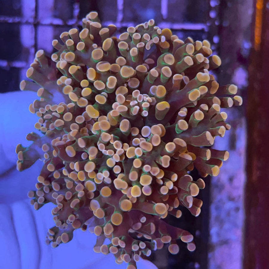 Orange Frogspawn (Branching) coral at Lazy's Coral House