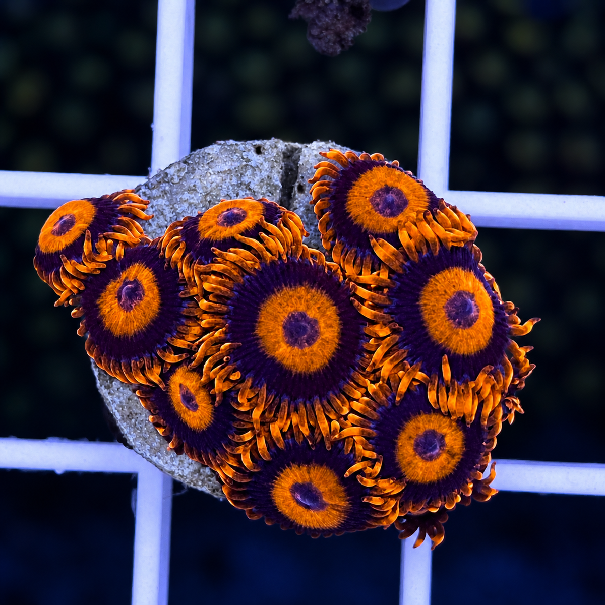 Orange Oxides Zoas - WYSIWYG coral at Lazy's Coral House