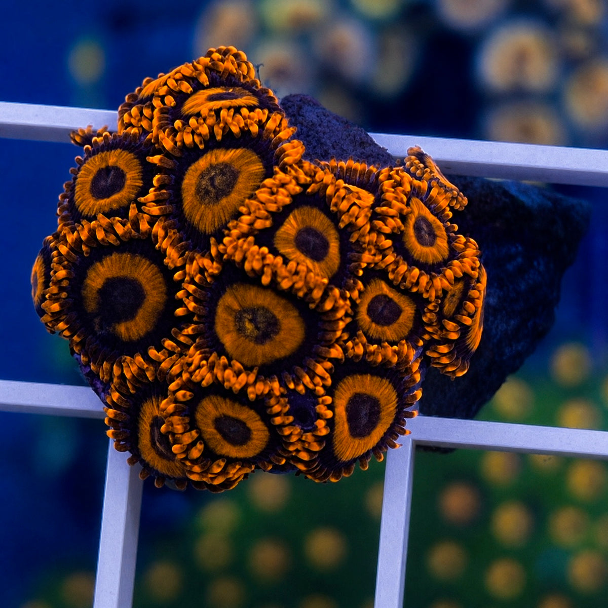 Orange Oxides Zoas - WYSIWYG coral at Lazy's Coral House.