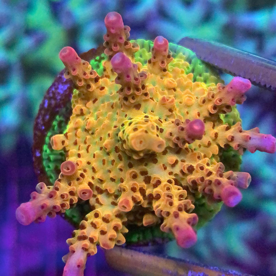 PC Rainbow Acropora coral at Lazy's Coral House