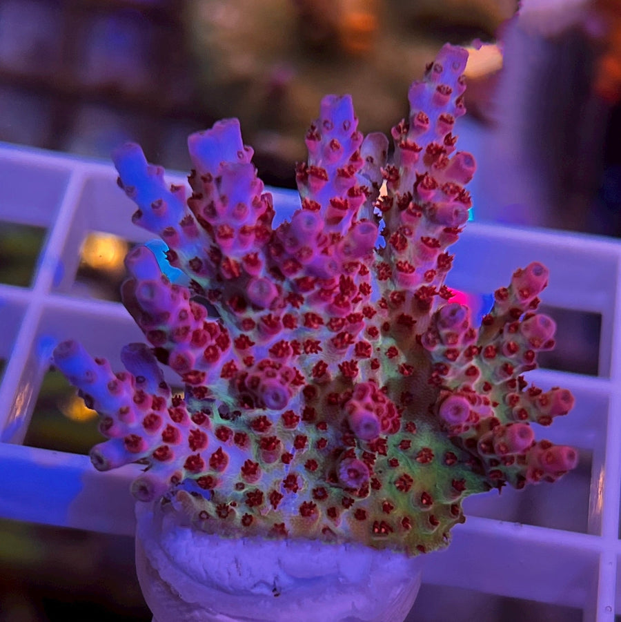 PC Superman Acropora coral at Lazy's Coral House