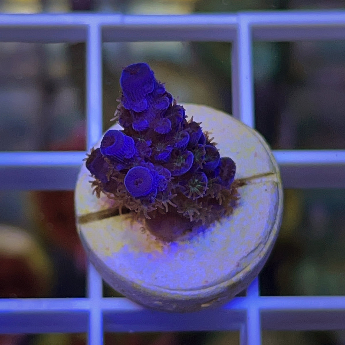 Pengs Heart of the Ocean Acropora coral at Lazy's Coral House