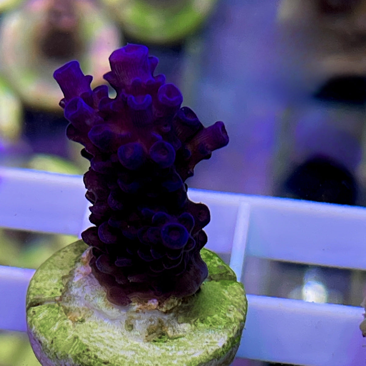 Pengs Heart of the Ocean Acropora coral at Lazy's Coral House