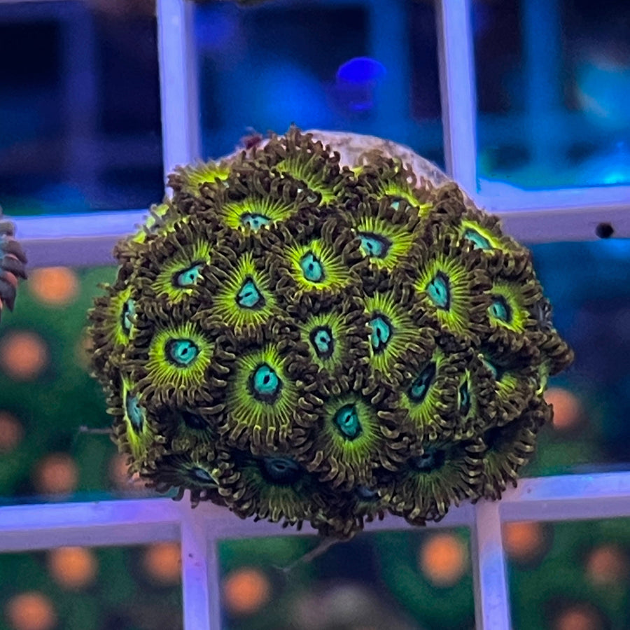 Pikachu Zoas coral at Lazy's Coral House