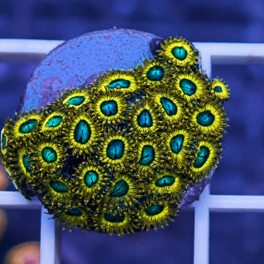 Pikachu Zoas - WYSIWYG coral at Lazy's Coral House.