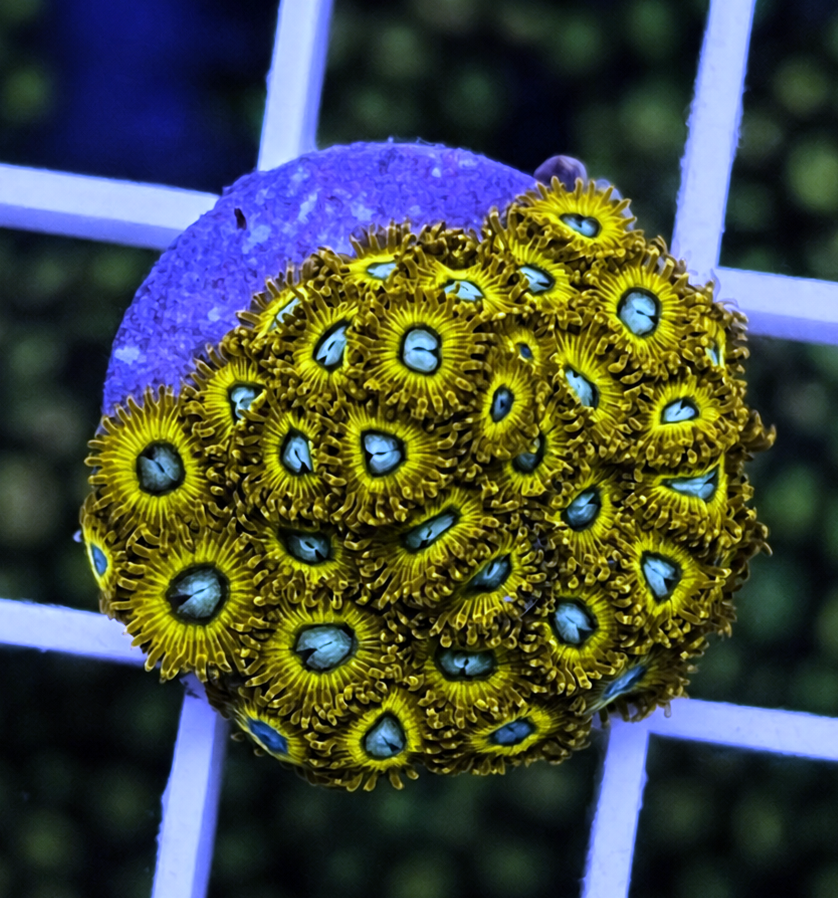 Pikachu Zoas - WYSIWYG coral at Lazy's Coral House.