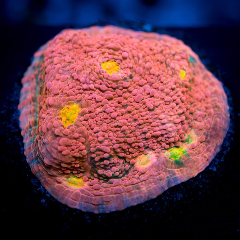Pink Boobies Chalice coral at Lazy's Coral House