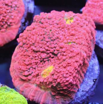 Pink Boobies Chalice coral at Lazy's Coral House