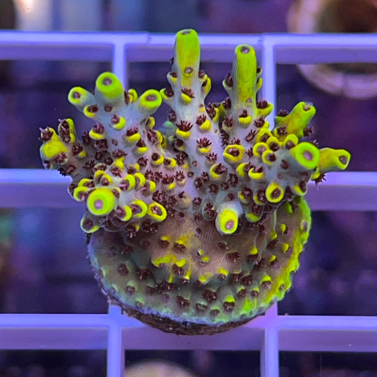 Pink Floyd Acropora coral at Lazy's Coral House