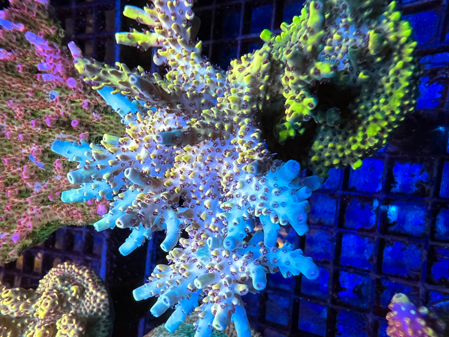 Pink Floyd Acropora coral at Lazy's Coral House
