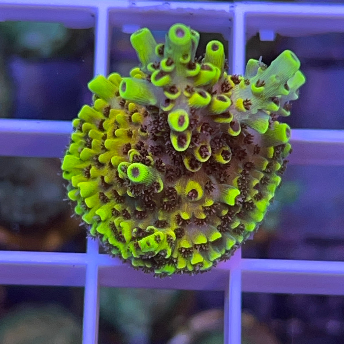 Pink Floyd Acropora coral at Lazy's Coral House