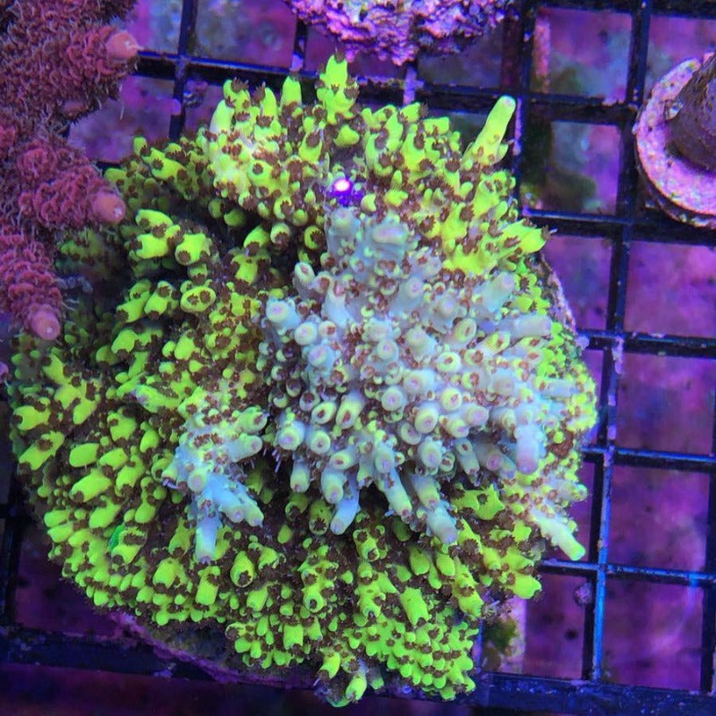 Pink Floyd Acropora coral at Lazy's Coral House