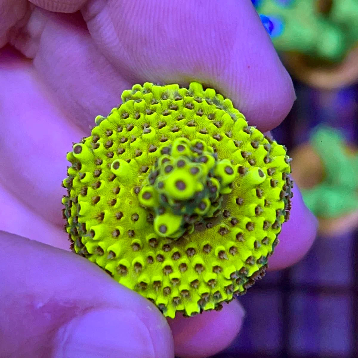 Pink Floyd Acropora - Fully Encrusted! coral at Lazy's Coral House