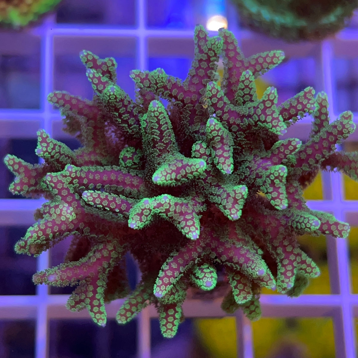 Pink with Green Tip Birdsnest coral at Lazy's Coral House