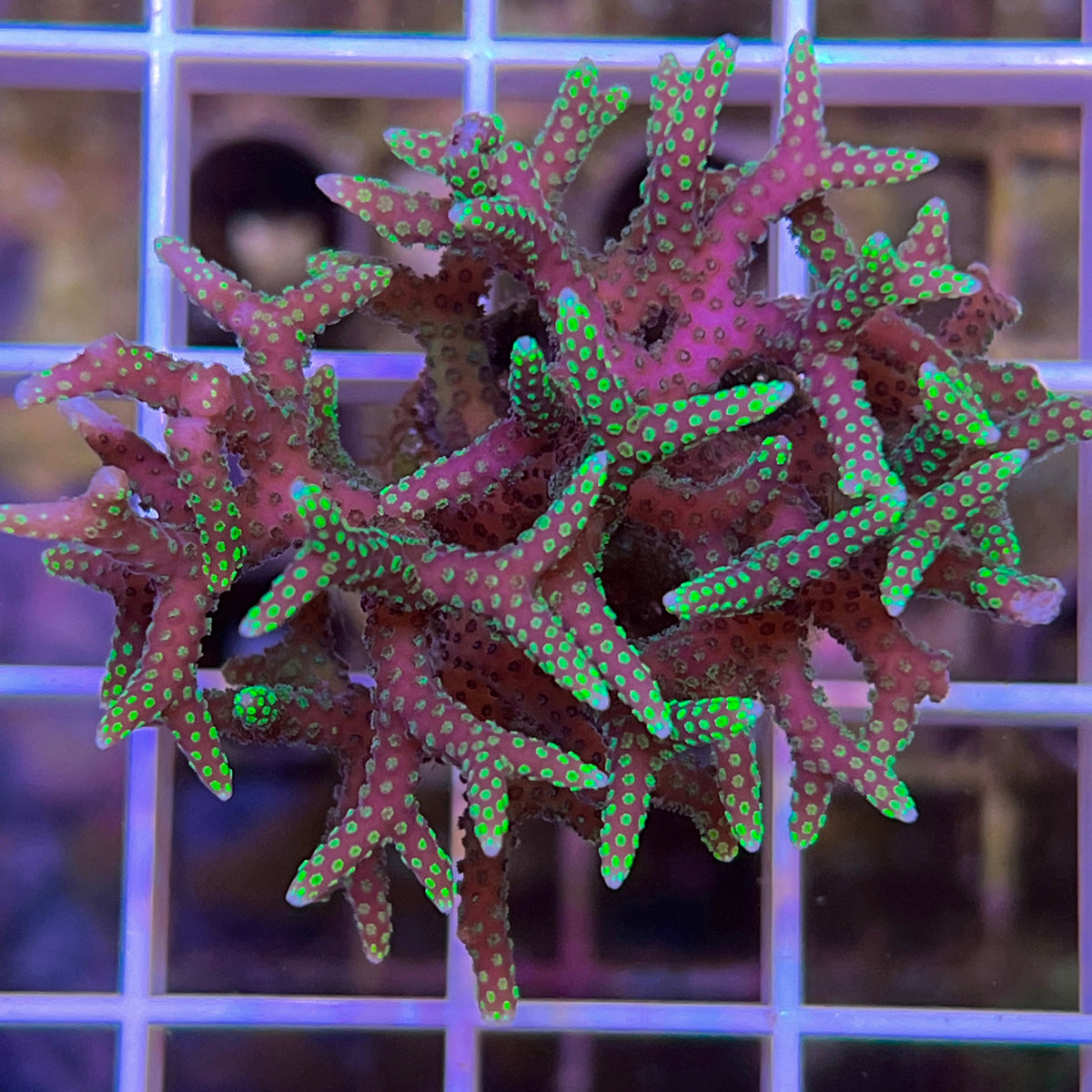 Pink with Green Tip Birdsnest coral at Lazy's Coral House