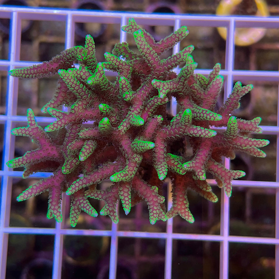 Pink with Green Tip Birdsnest coral at Lazy's Coral House