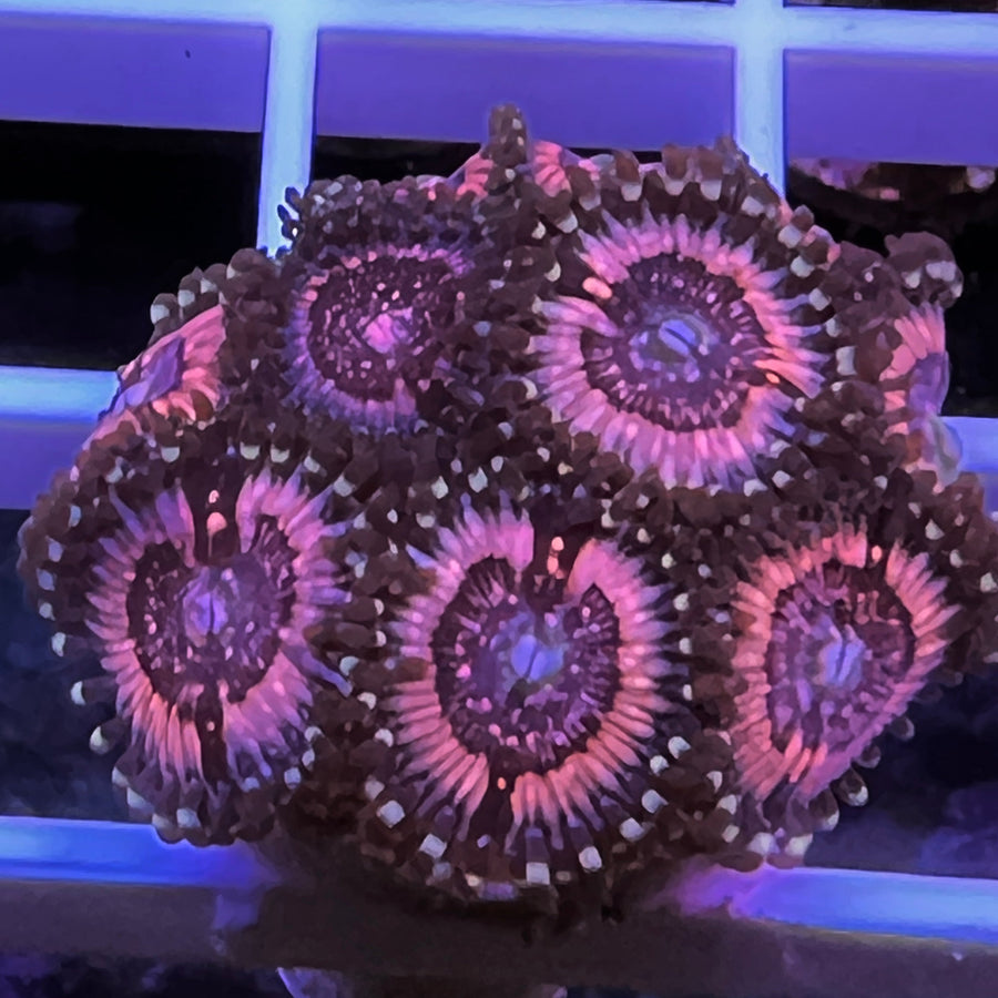 Pink Zippers Zoas coral at Lazy's Coral House