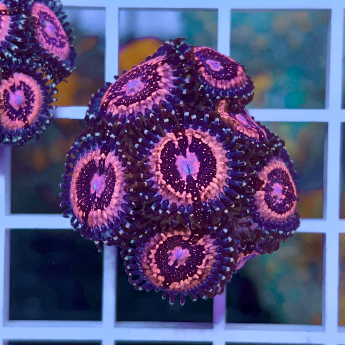 Pink Zippers Zoas coral at Lazy's Coral House