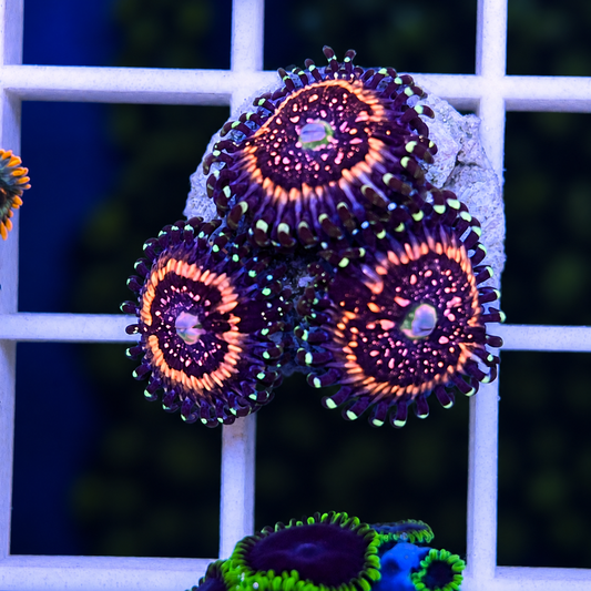 Pink Zippers Zoas - WYSIWYG coral at Lazy's Coral House