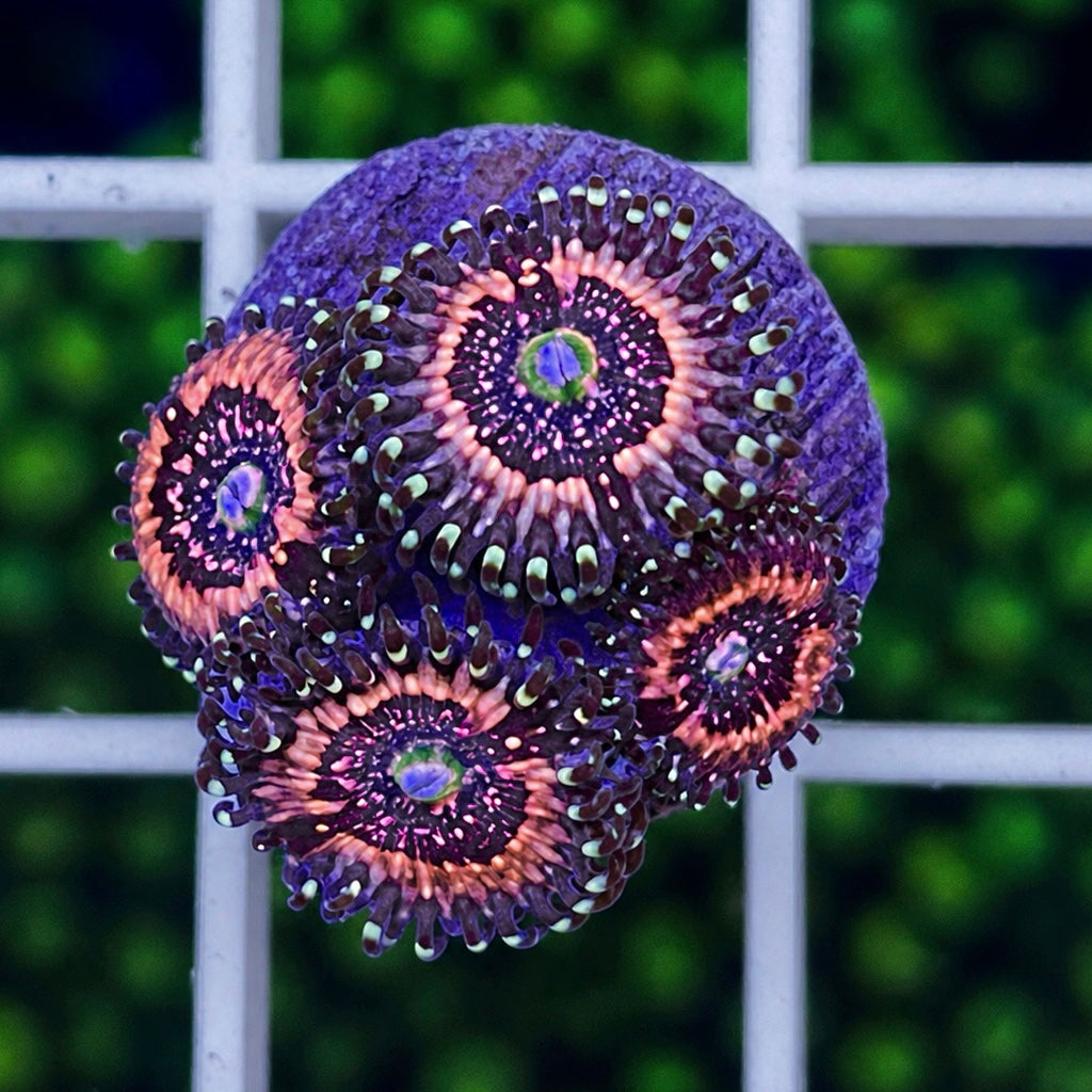 Pink Zippers Zoas - WYSIWYG coral at Lazy's Coral House.