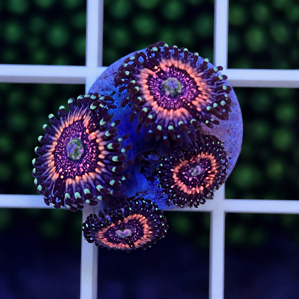 Pink Zippers Zoas - WYSIWYG coral at Lazy's Coral House.