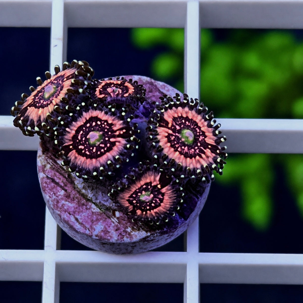 Pink Zippers Zoas - WYSIWYG coral at Lazy's Coral House.