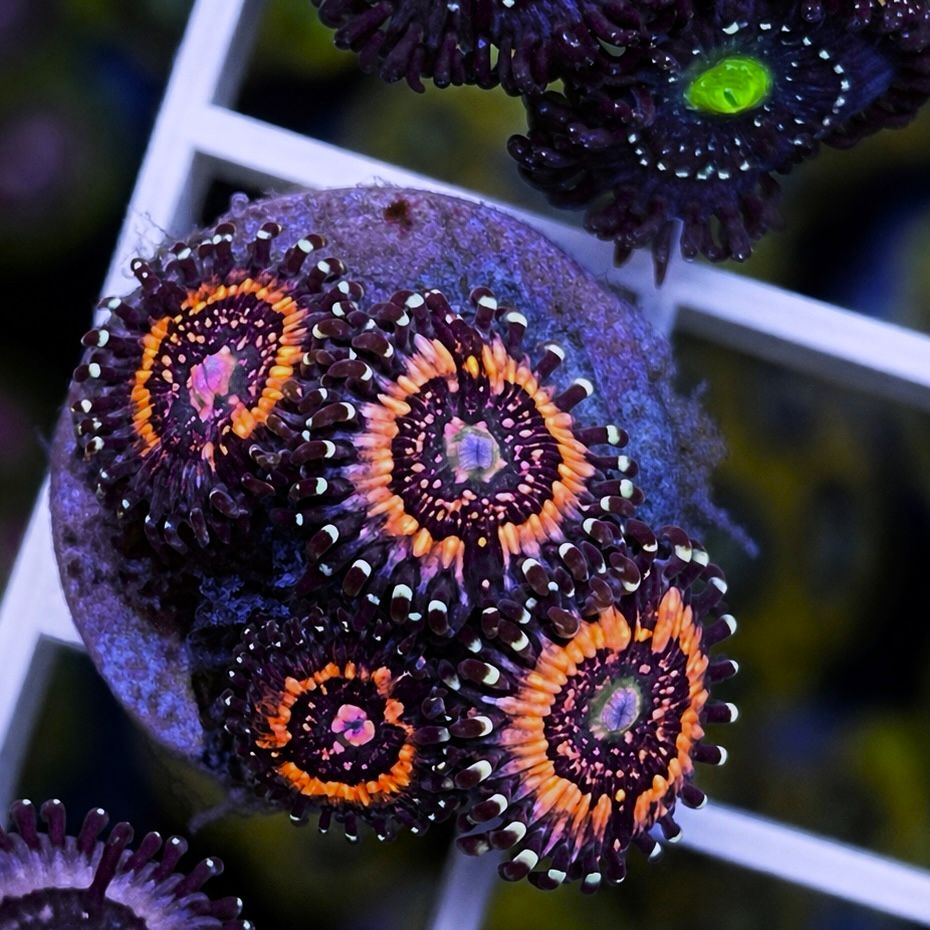 Pink Zippers Zoas - WYSIWYG coral at Lazy's Coral House.