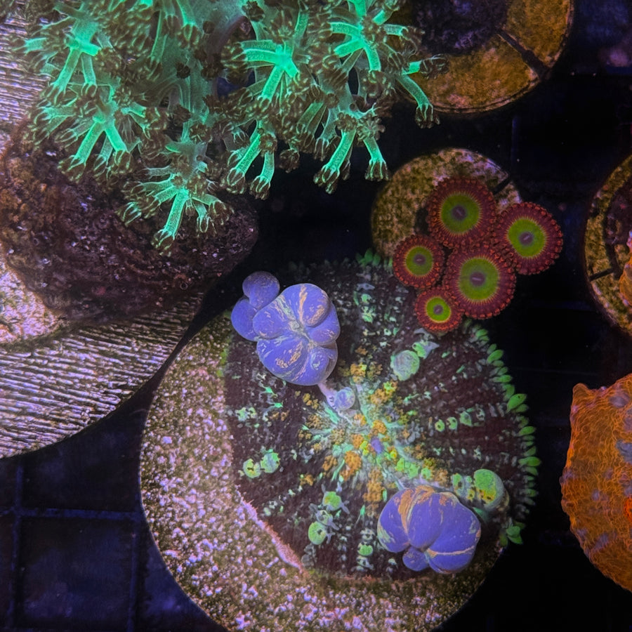 Powerbal Bounce Mushroom coral at Lazy's Coral House