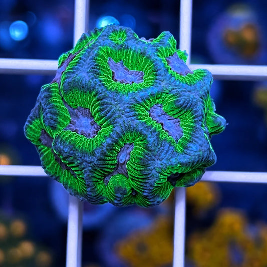 PPE Favia - WYSIWYG coral at Lazy's Coral House