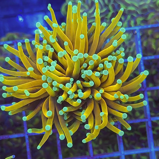 CC Goldfinger Torch - Large! WYSIWYG coral at Lazy's Coral House