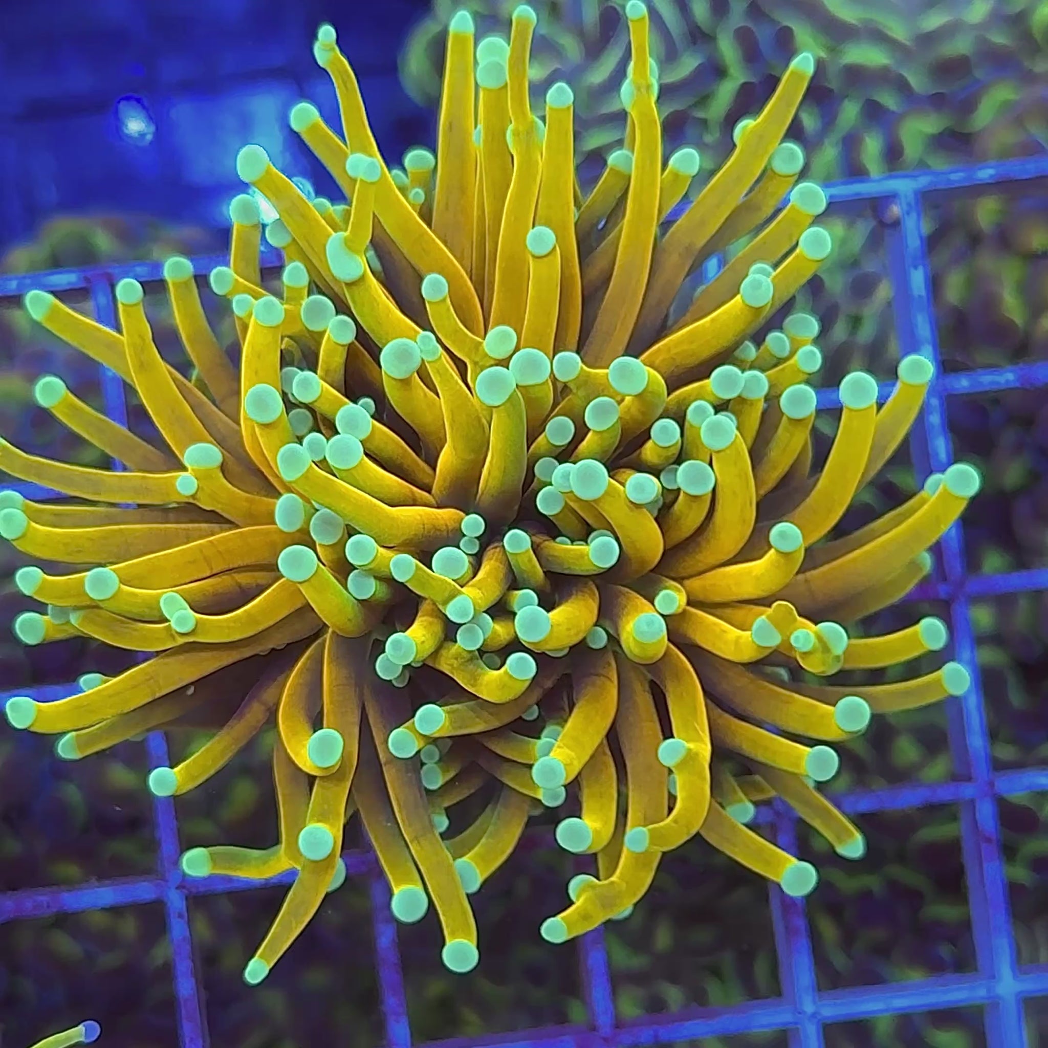 CC Goldfinger Torch - Large! WYSIWYG coral at Lazy's Coral House