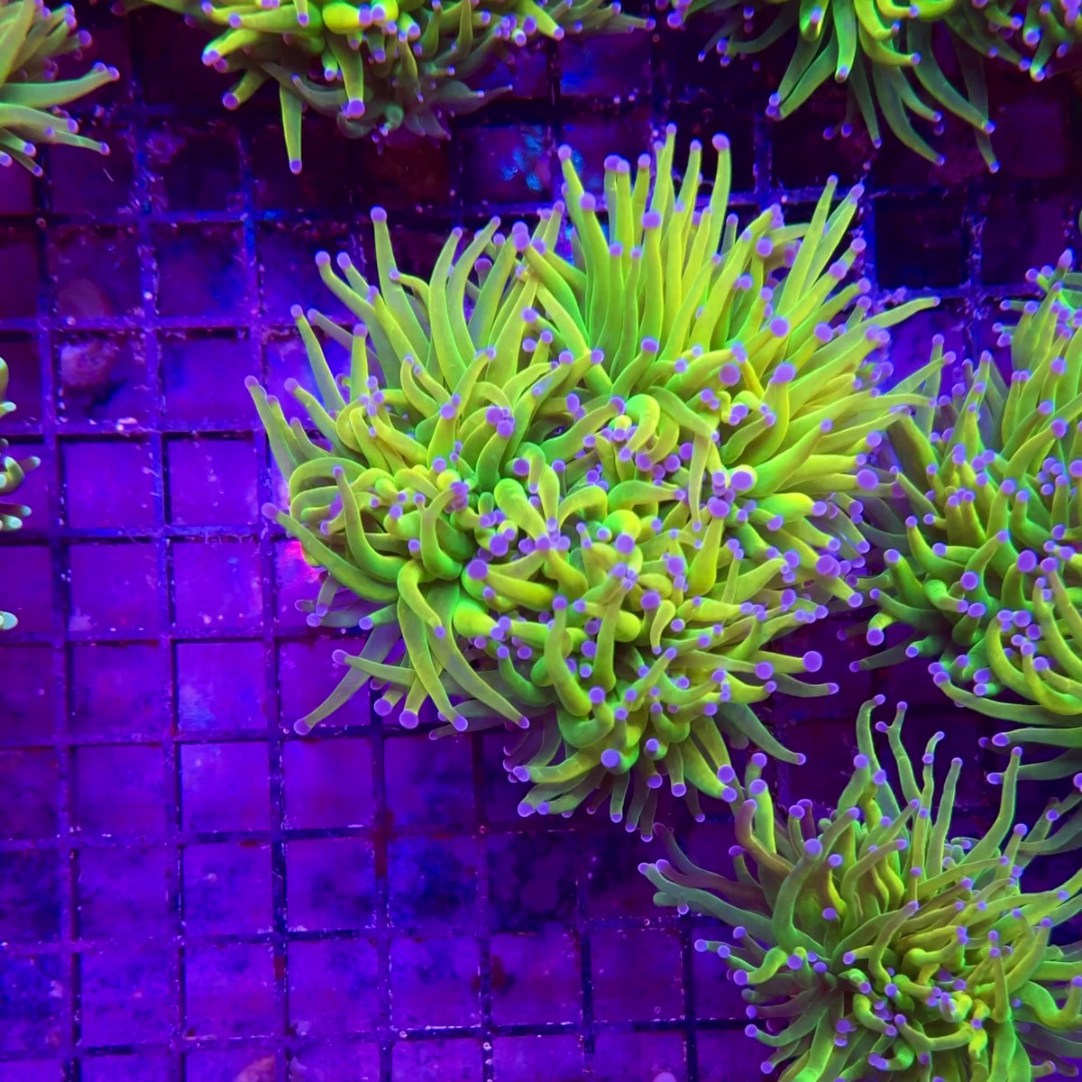 Bkchem Grinch Torch - WYSIWYG - 3x heads coral at Lazy's Coral House