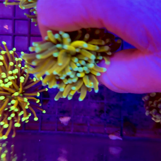 Goldfinger Torch - WYSIWYG - 3 head split! coral at Lazy's Coral House