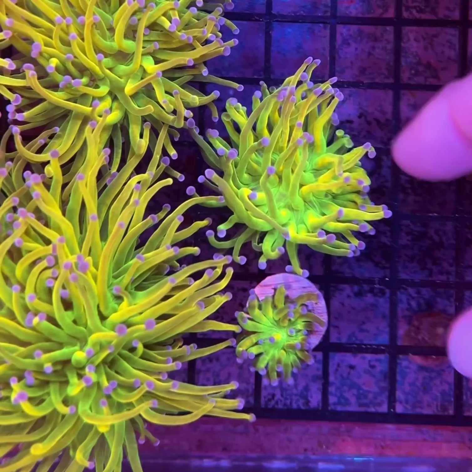 Bkchem Grinch Torch - WYSIWYG coral at Lazy's Coral House