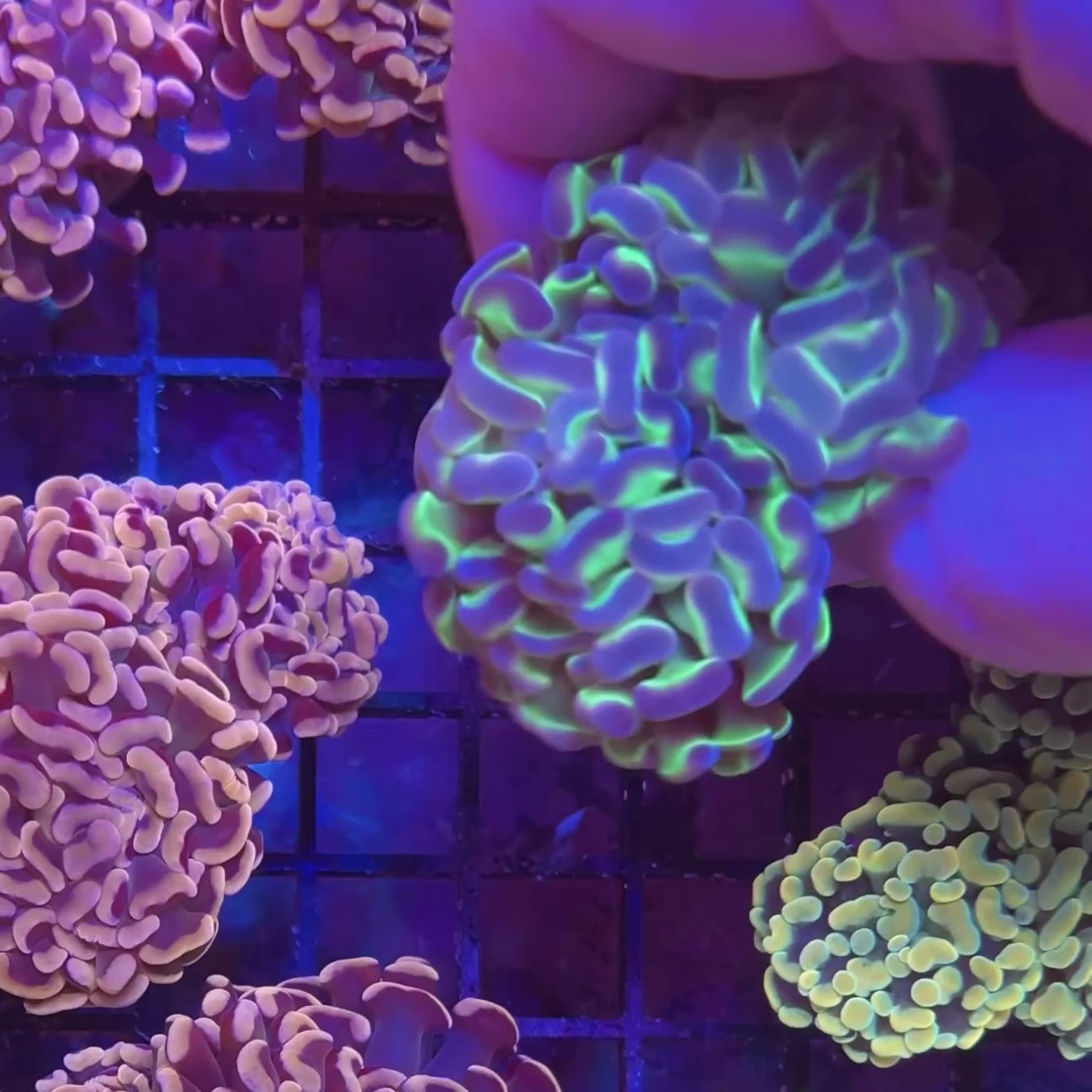 Hologram Hammer - WYSIWYG - 2 heads coral at Lazy's Coral House