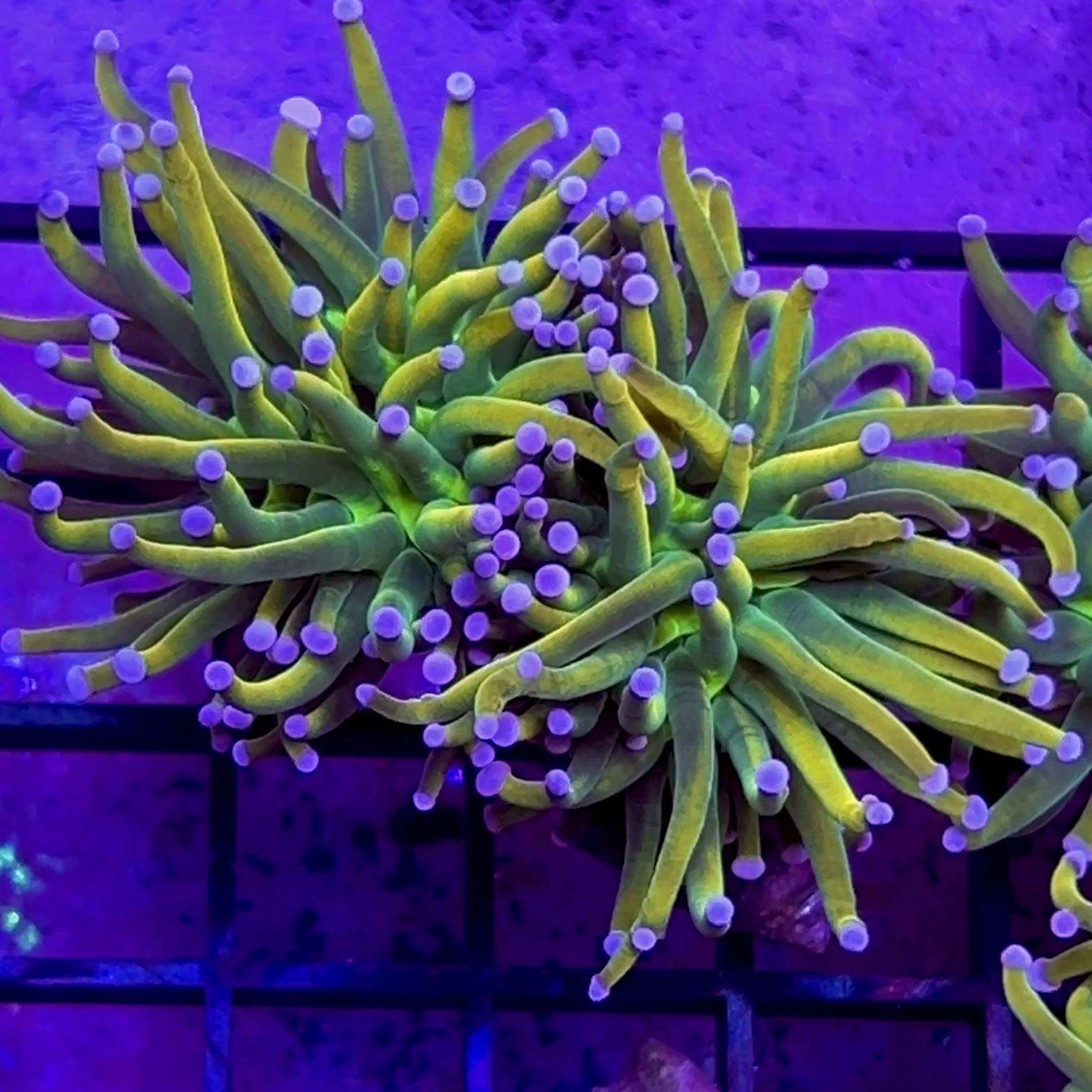 TCK Master Torch - WYSIWYG - actively splitting 2x heads coral at Lazy's Coral House