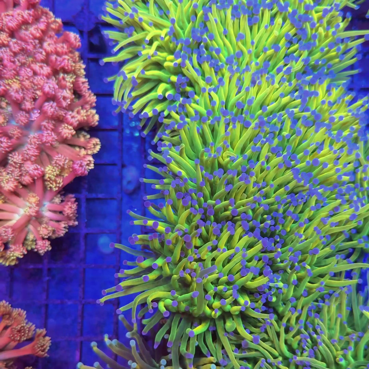 BKCHEM Grinch Torch Coral (Lineaged) at Lazy's Coral House