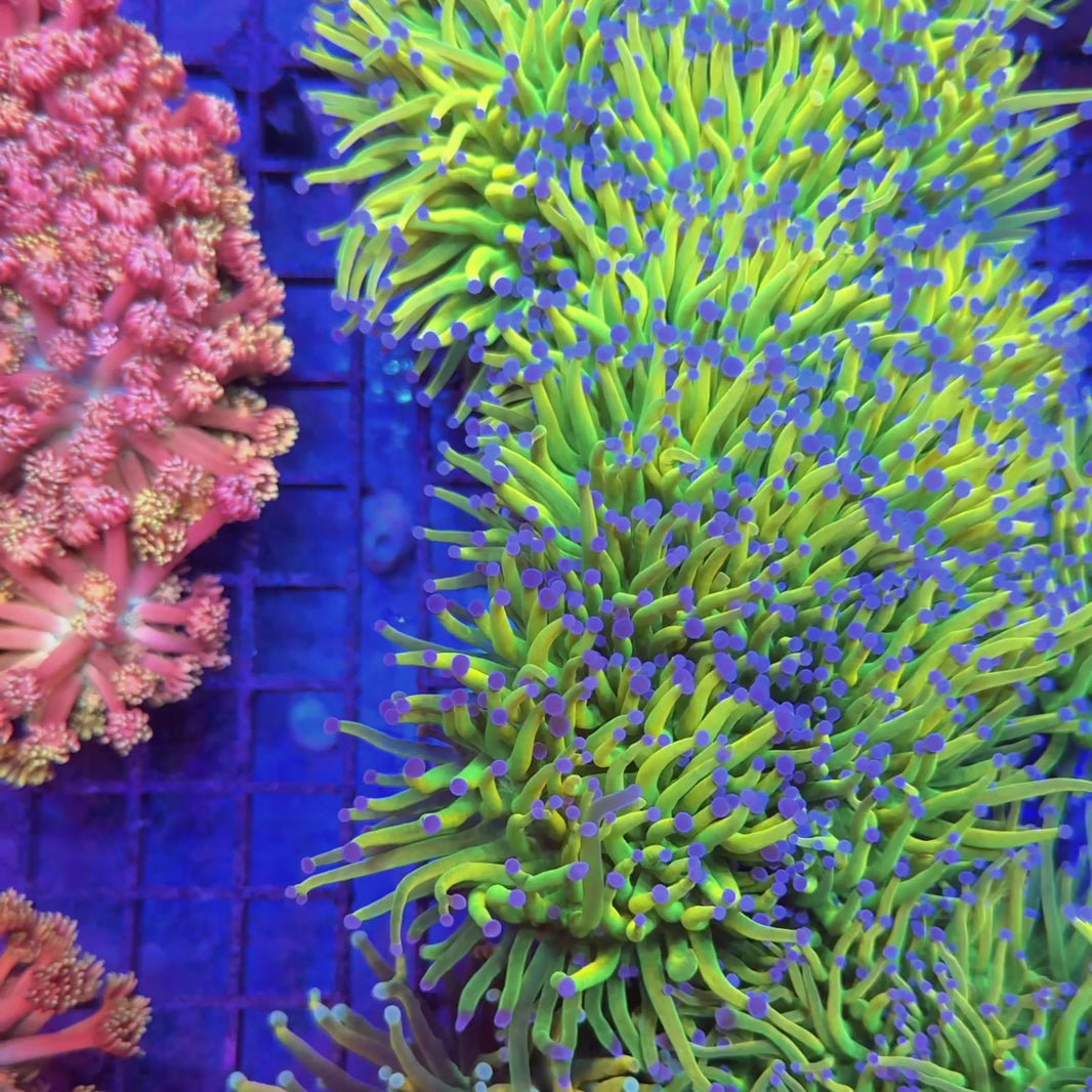 BKCHEM Grinch Torch Coral (Lineaged) at Lazy's Coral House