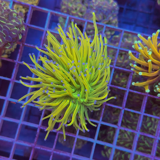ARC Holy Grail Torch - WYSIWYG Large! coral at Lazy's Coral House
